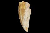 Serrated, Raptor Tooth - Real Dinosaur Tooth #124285-1